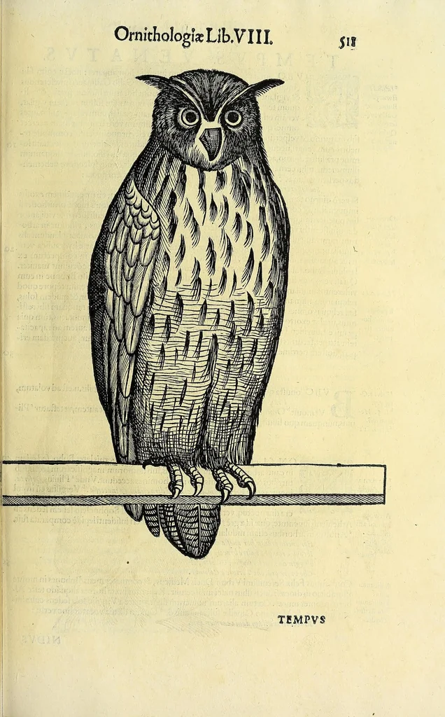An illustration from Vlyssis Aldrovandi philosophi ac medici Bononiensis historiam naturalem in gymnasio Bononiensi profitentis, Ornithologiae, hoc est, De avibus historiae libri XII ... : cum indice septendecim linguarum copiosissimo, 1599, leaf 543