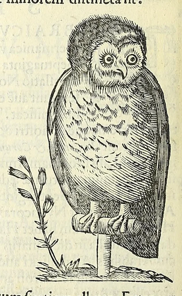 An illustration from Vlyssis Aldrovandi philosophi ac medici Bononiensis historiam naturalem in gymnasio Bononiensi profitentis, Ornithologiae, hoc est, De avibus historiae libri XII ... : cum indice septendecim linguarum copiosissimo, 1599, leaf 576