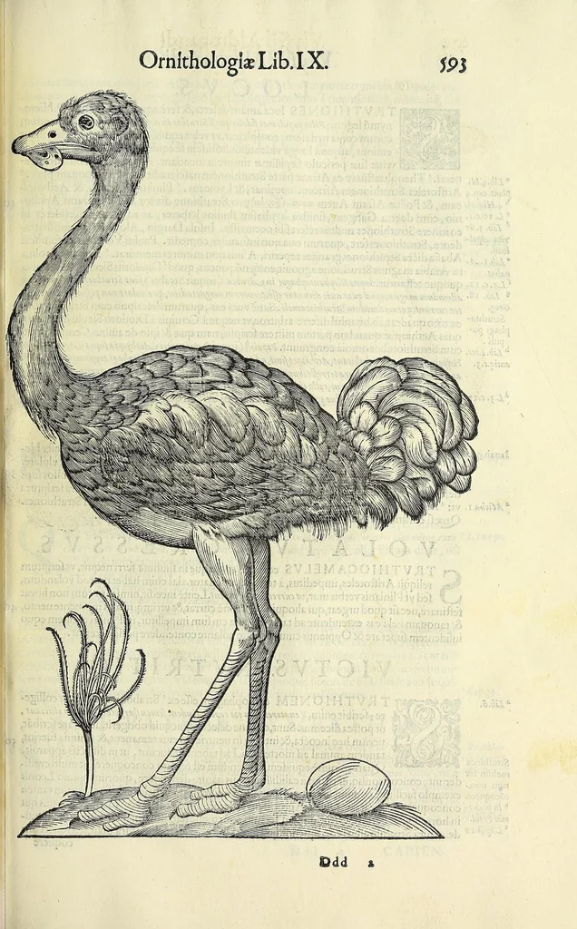 An illustration from Vlyssis Aldrovandi philosophi ac medici Bononiensis historiam naturalem in gymnasio Bononiensi profitentis, Ornithologiae, hoc est, De avibus historiae libri XII ... : cum indice septendecim linguarum copiosissimo, 1599, leaf 623