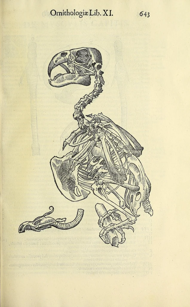 An illustration from Vlyssis Aldrovandi philosophi ac medici Bononiensis historiam naturalem in gymnasio Bononiensi profitentis, Ornithologiae, hoc est, De avibus historiae libri XII ... : cum indice septendecim linguarum copiosissimo, 1599, leaf 675