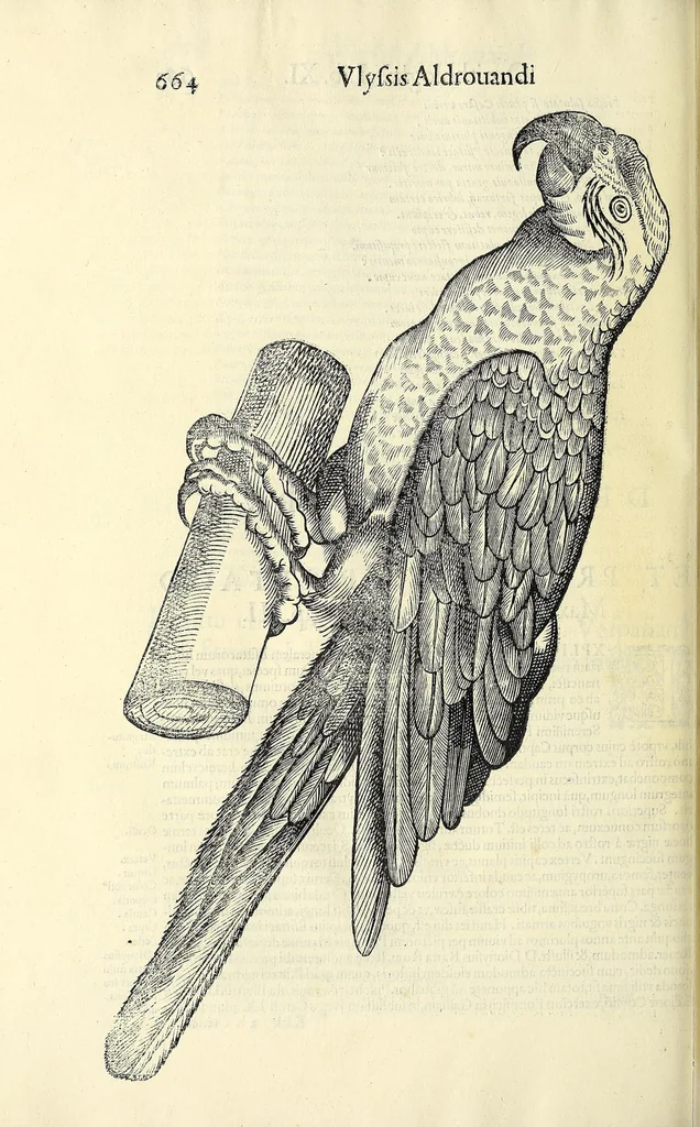 An illustration from Vlyssis Aldrovandi philosophi ac medici Bononiensis historiam naturalem in gymnasio Bononiensi profitentis, Ornithologiae, hoc est, De avibus historiae libri XII ... : cum indice septendecim linguarum copiosissimo, 1599, leaf 696