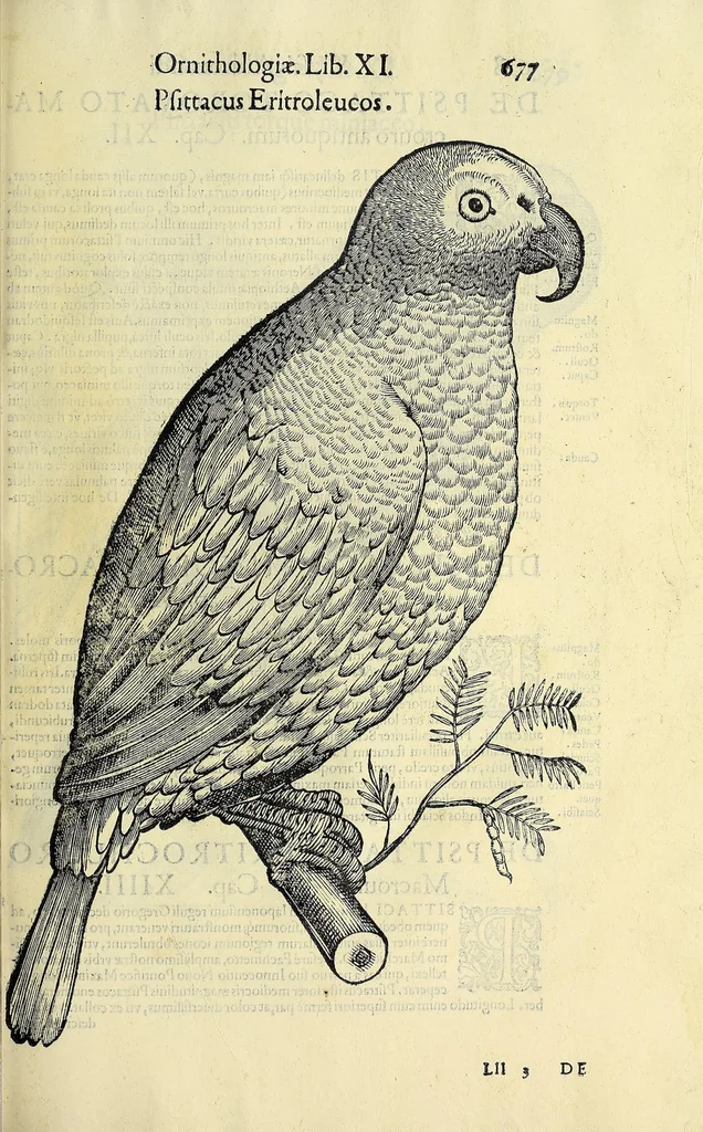 An illustration from Vlyssis Aldrovandi philosophi ac medici Bononiensis historiam naturalem in gymnasio Bononiensi profitentis, Ornithologiae, hoc est, De avibus historiae libri XII ... : cum indice septendecim linguarum copiosissimo, 1599, leaf 709