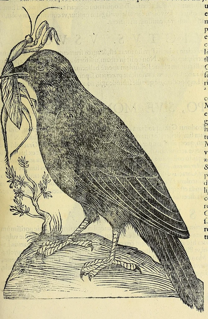 An illustration from Vlyssis Aldrovandi philosophi ac medici Bononiensis historiam naturalem in gymnasio Bononiensi profitentis, Ornithologiae, hoc est, De avibus historiae libri XII ... : cum indice septendecim linguarum copiosissimo, 1599, leaf 801