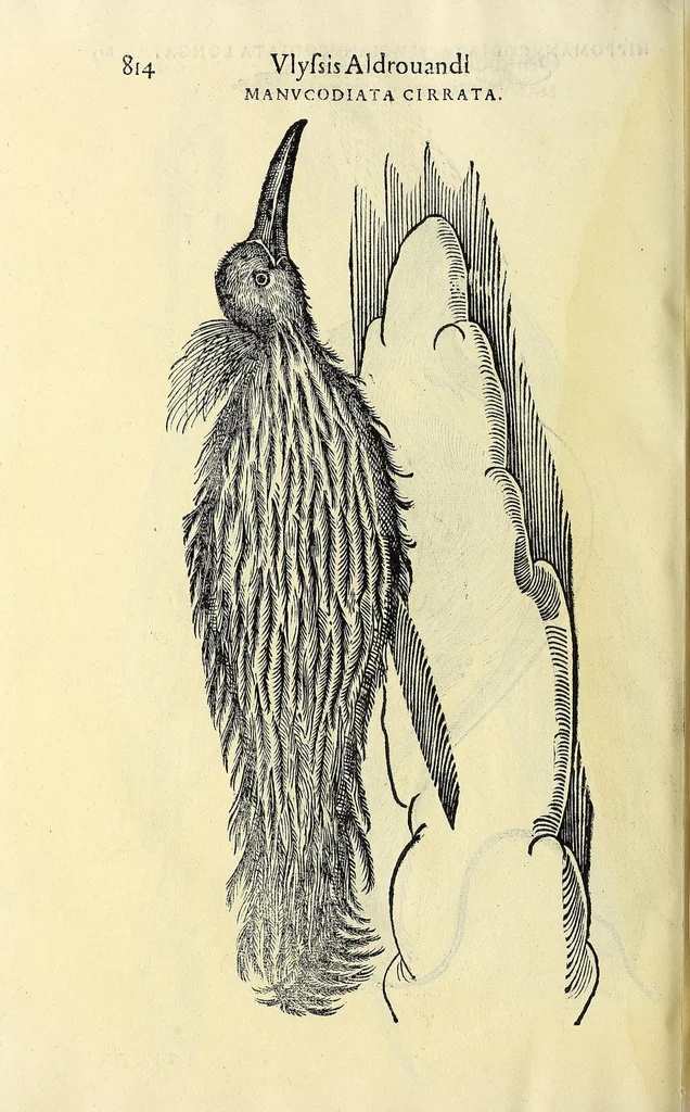 An illustration from Vlyssis Aldrovandi philosophi ac medici Bononiensis historiam naturalem in gymnasio Bononiensi profitentis, Ornithologiae, hoc est, De avibus historiae libri XII ... : cum indice septendecim linguarum copiosissimo, 1599, leaf 846