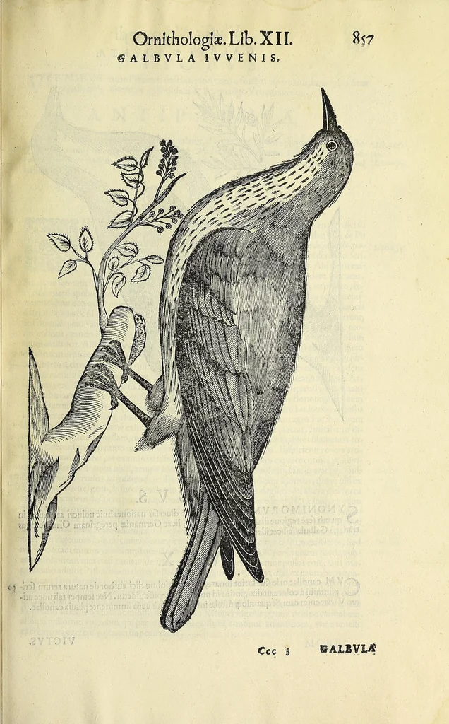 An illustration from Vlyssis Aldrovandi philosophi ac medici Bononiensis historiam naturalem in gymnasio Bononiensi profitentis, Ornithologiae, hoc est, De avibus historiae libri XII ... : cum indice septendecim linguarum copiosissimo, 1599, leaf 889