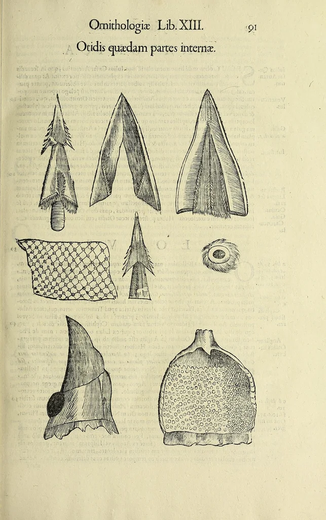 An illustration from Vlyssis Aldrovandi philosophi ac medici Bononiensis historiam naturalem in gymnasio Bononiensi profitentis, Ornithologiae, hoc est, De avibus historiae libri XII ... : cum indice septendecim linguarum copiosissimo, 1599, leaf 109