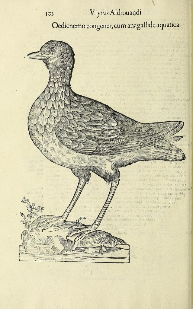 An illustration from Vlyssis Aldrovandi philosophi ac medici Bononiensis historiam naturalem in gymnasio Bononiensi profitentis, Ornithologiae, hoc est, De avibus historiae libri XII ... : cum indice septendecim linguarum copiosissimo, 1599, leaf 120
