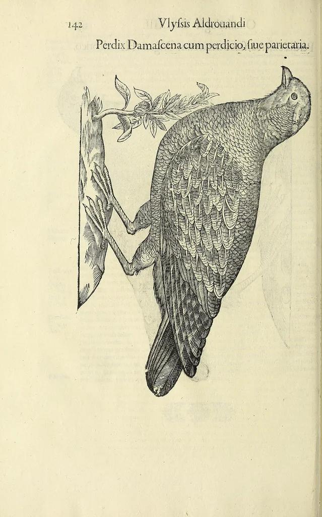 An illustration from Vlyssis Aldrovandi philosophi ac medici Bononiensis historiam naturalem in gymnasio Bononiensi profitentis, Ornithologiae, hoc est, De avibus historiae libri XII ... : cum indice septendecim linguarum copiosissimo, 1599, leaf 160
