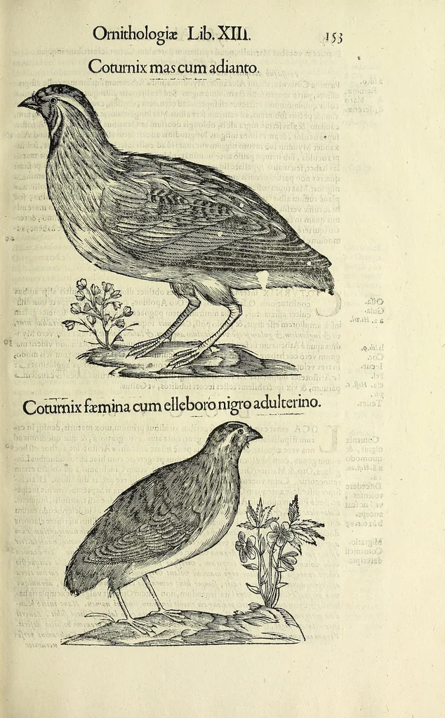 An illustration from Vlyssis Aldrovandi philosophi ac medici Bononiensis historiam naturalem in gymnasio Bononiensi profitentis, Ornithologiae, hoc est, De avibus historiae libri XII ... : cum indice septendecim linguarum copiosissimo, 1599, leaf 171