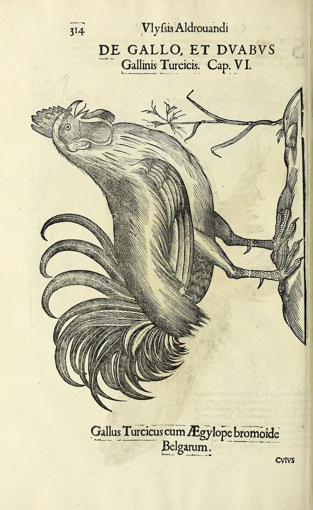 An illustration from Vlyssis Aldrovandi philosophi ac medici Bononiensis historiam naturalem in gymnasio Bononiensi profitentis, Ornithologiae, hoc est, De avibus historiae libri XII ... : cum indice septendecim linguarum copiosissimo, 1599, leaf 332