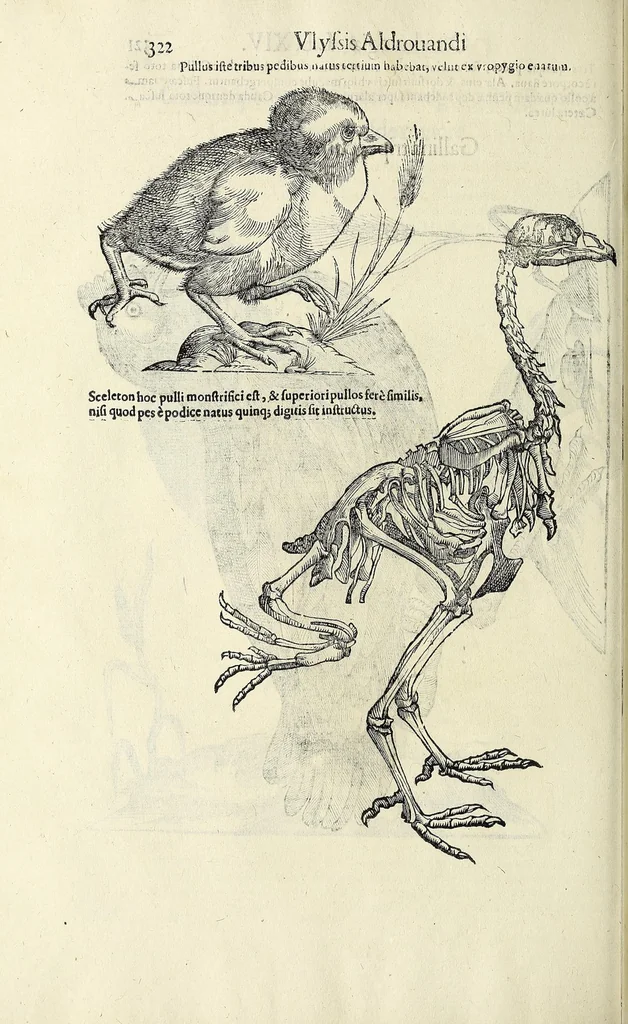 An illustration from Vlyssis Aldrovandi philosophi ac medici Bononiensis historiam naturalem in gymnasio Bononiensi profitentis, Ornithologiae, hoc est, De avibus historiae libri XII ... : cum indice septendecim linguarum copiosissimo, 1599, leaf 340