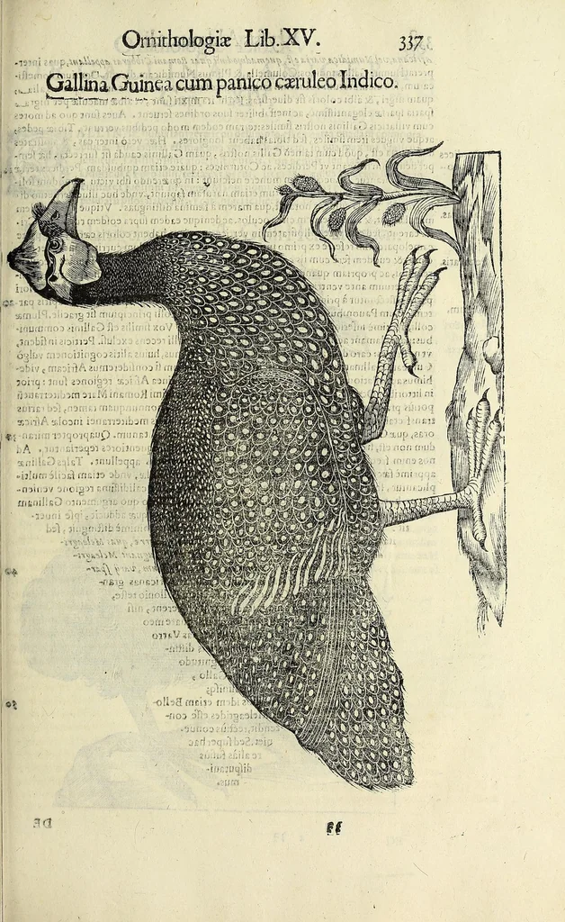 An illustration from Vlyssis Aldrovandi philosophi ac medici Bononiensis historiam naturalem in gymnasio Bononiensi profitentis, Ornithologiae, hoc est, De avibus historiae libri XII ... : cum indice septendecim linguarum copiosissimo, 1599, leaf 355