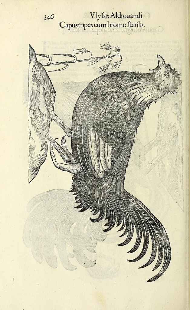 An illustration from Vlyssis Aldrovandi philosophi ac medici Bononiensis historiam naturalem in gymnasio Bononiensi profitentis, Ornithologiae, hoc est, De avibus historiae libri XII ... : cum indice septendecim linguarum copiosissimo, 1599, leaf 364