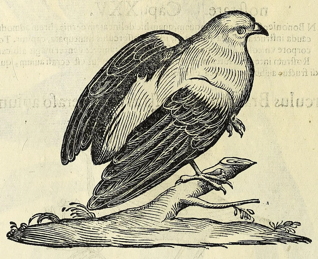 An illustration from Vlyssis Aldrovandi philosophi ac medici Bononiensis historiam naturalem in gymnasio Bononiensi profitentis, Ornithologiae, hoc est, De avibus historiae libri XII ... : cum indice septendecim linguarum copiosissimo, 1599, leaf 586
