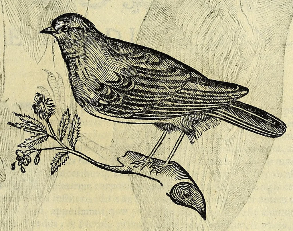 An illustration from Vlyssis Aldrovandi philosophi ac medici Bononiensis historiam naturalem in gymnasio Bononiensi profitentis, Ornithologiae, hoc est, De avibus historiae libri XII ... : cum indice septendecim linguarum copiosissimo, 1599, leaf 591