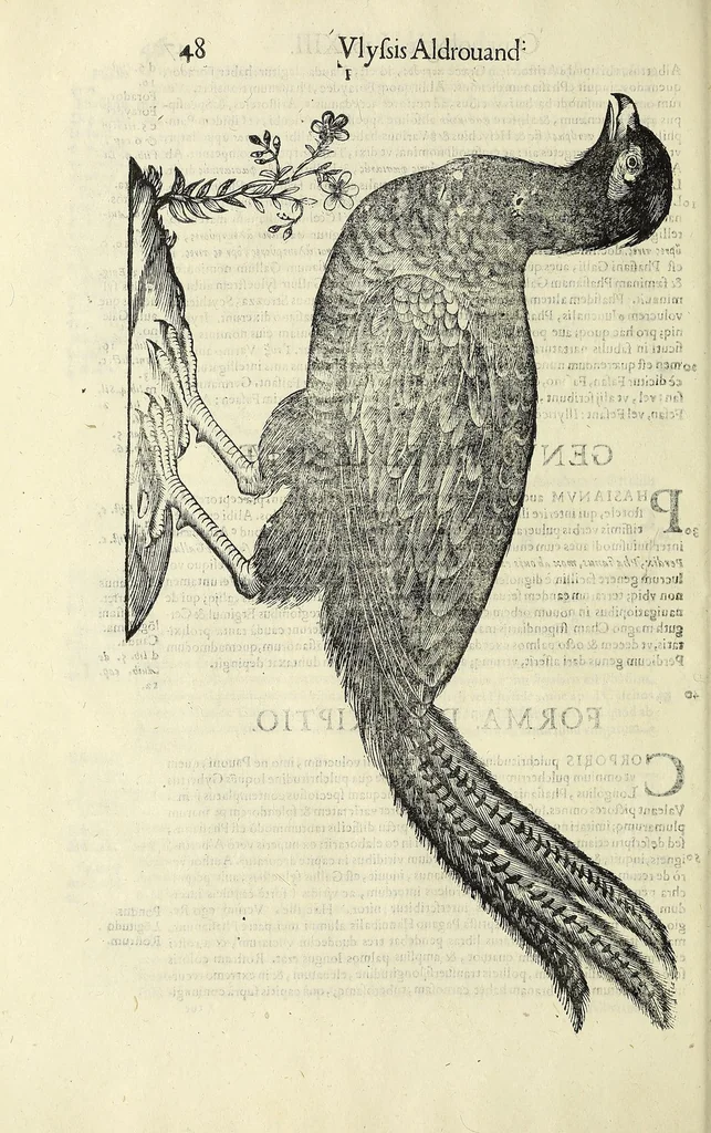 An illustration from Vlyssis Aldrovandi philosophi ac medici Bononiensis historiam naturalem in gymnasio Bononiensi profitentis, Ornithologiae, hoc est, De avibus historiae libri XII ... : cum indice septendecim linguarum copiosissimo, 1599, leaf 66