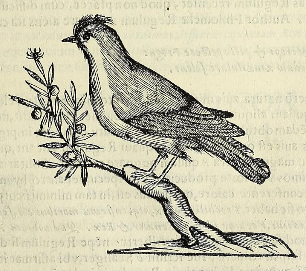 An illustration from Vlyssis Aldrovandi philosophi ac medici Bononiensis historiam naturalem in gymnasio Bononiensi profitentis, Ornithologiae, hoc est, De avibus historiae libri XII ... : cum indice septendecim linguarum copiosissimo, 1599, leaf 669