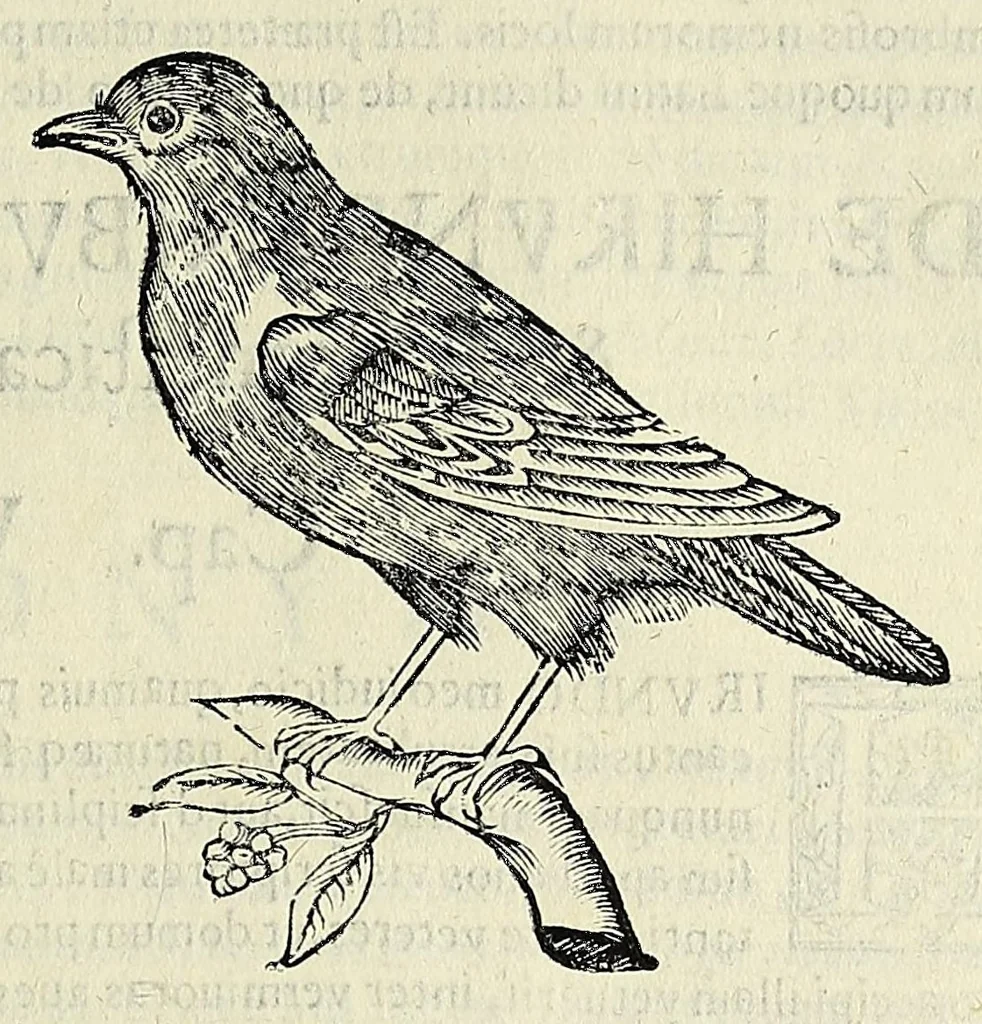 An illustration from Vlyssis Aldrovandi philosophi ac medici Bononiensis historiam naturalem in gymnasio Bononiensi profitentis, Ornithologiae, hoc est, De avibus historiae libri XII ... : cum indice septendecim linguarum copiosissimo, 1599, leaf 675