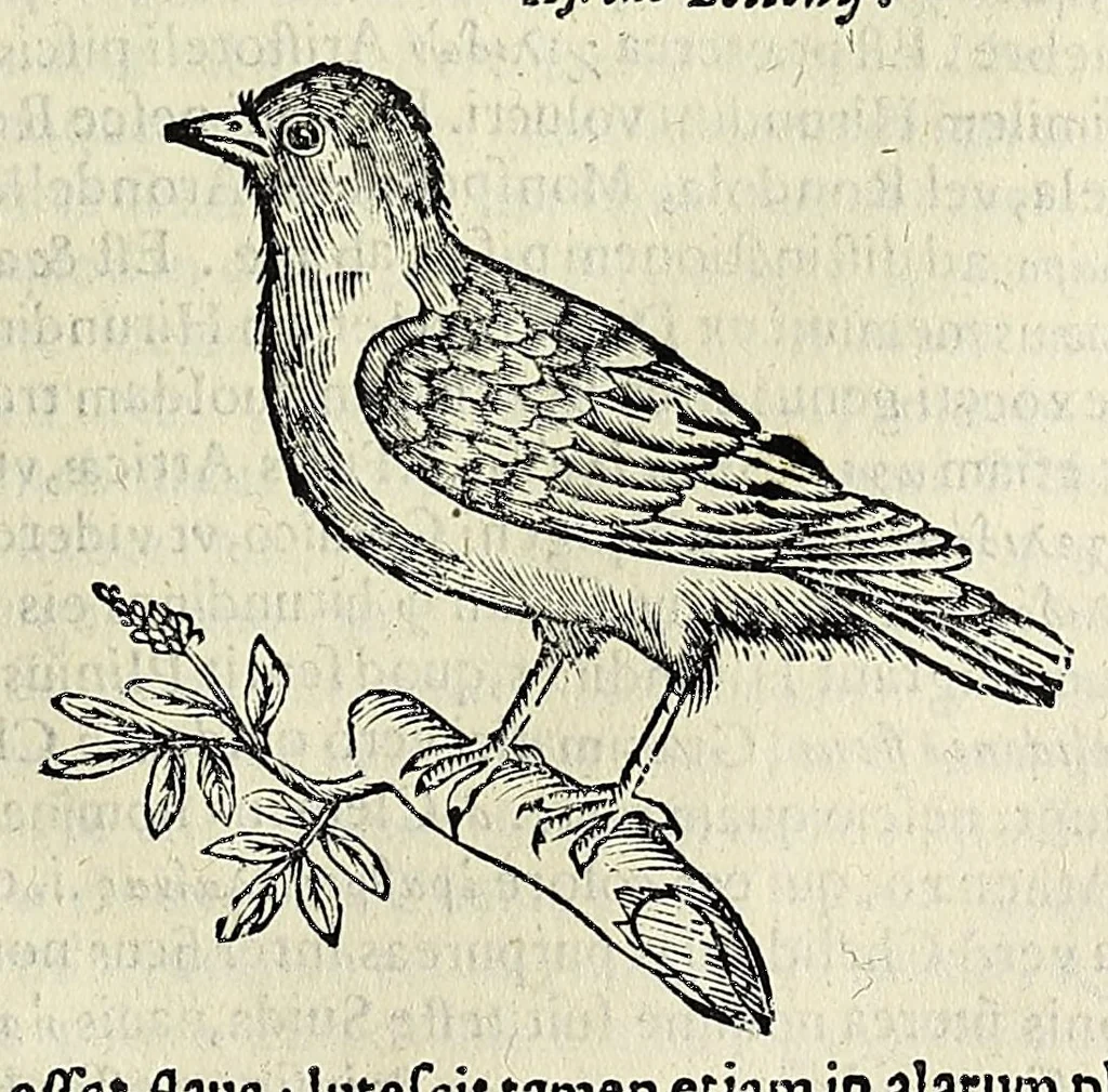 An illustration from Vlyssis Aldrovandi philosophi ac medici Bononiensis historiam naturalem in gymnasio Bononiensi profitentis, Ornithologiae, hoc est, De avibus historiae libri XII ... : cum indice septendecim linguarum copiosissimo, 1599, leaf 675