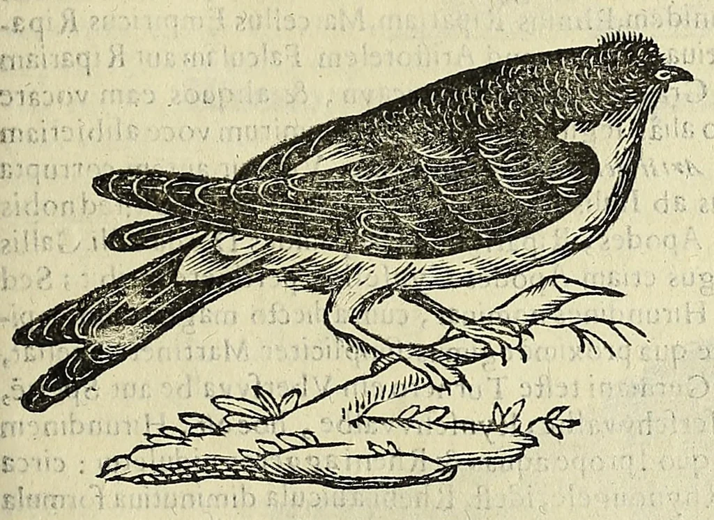 An illustration from Vlyssis Aldrovandi philosophi ac medici Bononiensis historiam naturalem in gymnasio Bononiensi profitentis, Ornithologiae, hoc est, De avibus historiae libri XII ... : cum indice septendecim linguarum copiosissimo, 1599, leaf 711