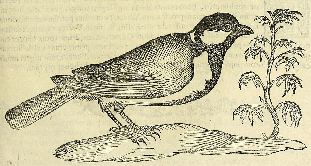 An illustration from Vlyssis Aldrovandi philosophi ac medici Bononiensis historiam naturalem in gymnasio Bononiensi profitentis, Ornithologiae, hoc est, De avibus historiae libri XII ... : cum indice septendecim linguarum copiosissimo, 1599, leaf 731