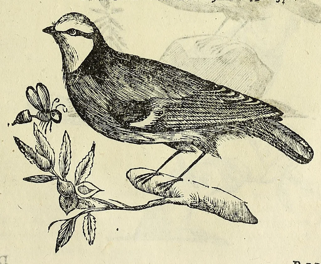 An illustration from Vlyssis Aldrovandi philosophi ac medici Bononiensis historiam naturalem in gymnasio Bononiensi profitentis, Ornithologiae, hoc est, De avibus historiae libri XII ... : cum indice septendecim linguarum copiosissimo, 1599, leaf 739