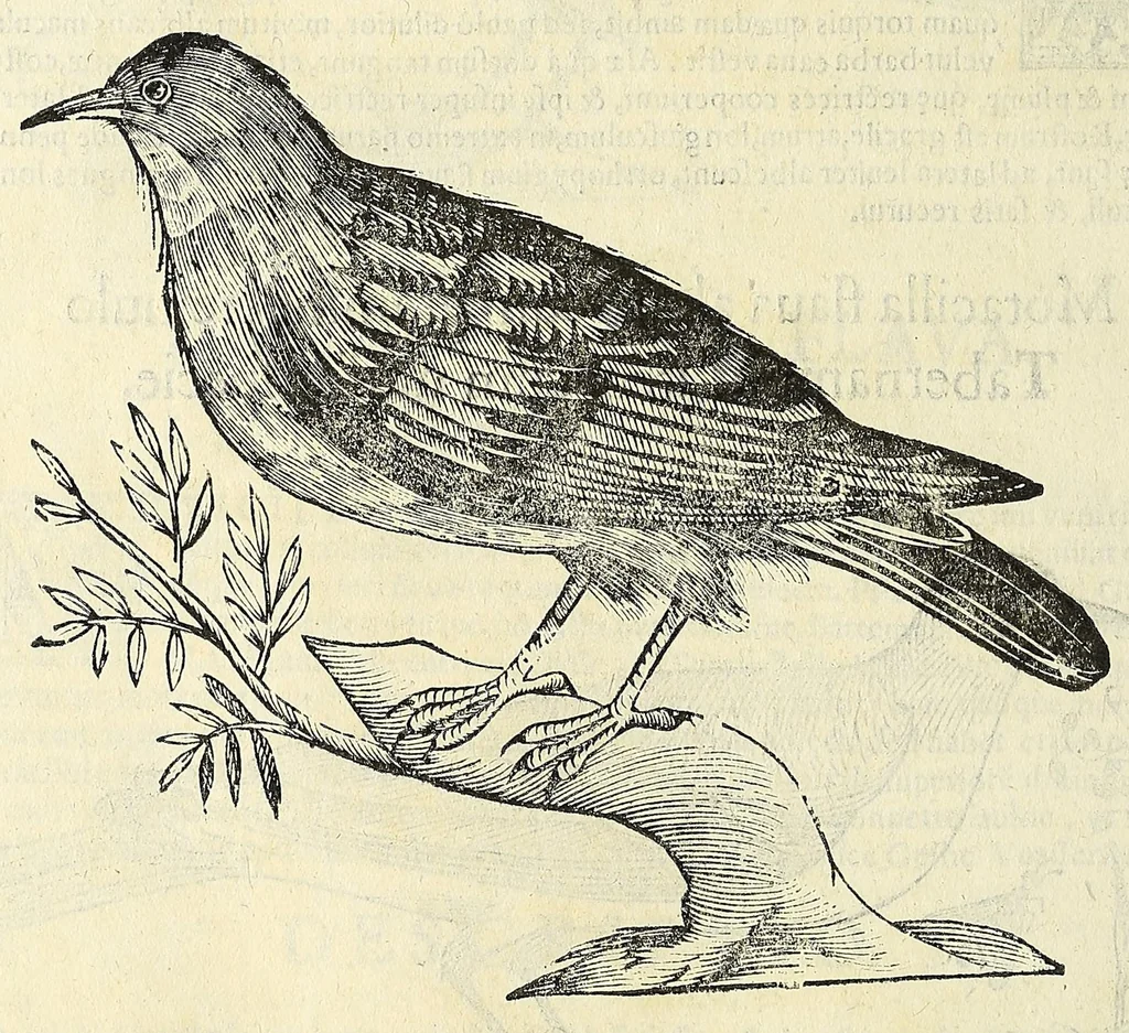 An illustration from Vlyssis Aldrovandi philosophi ac medici Bononiensis historiam naturalem in gymnasio Bononiensi profitentis, Ornithologiae, hoc est, De avibus historiae libri XII ... : cum indice septendecim linguarum copiosissimo, 1599, leaf 748