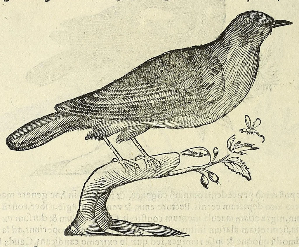 An illustration from Vlyssis Aldrovandi philosophi ac medici Bononiensis historiam naturalem in gymnasio Bononiensi profitentis, Ornithologiae, hoc est, De avibus historiae libri XII ... : cum indice septendecim linguarum copiosissimo, 1599, leaf 754
