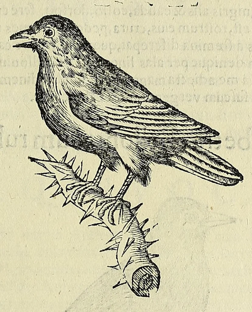 An illustration from Vlyssis Aldrovandi philosophi ac medici Bononiensis historiam naturalem in gymnasio Bononiensi profitentis, Ornithologiae, hoc est, De avibus historiae libri XII ... : cum indice septendecim linguarum copiosissimo, 1599, leaf 757