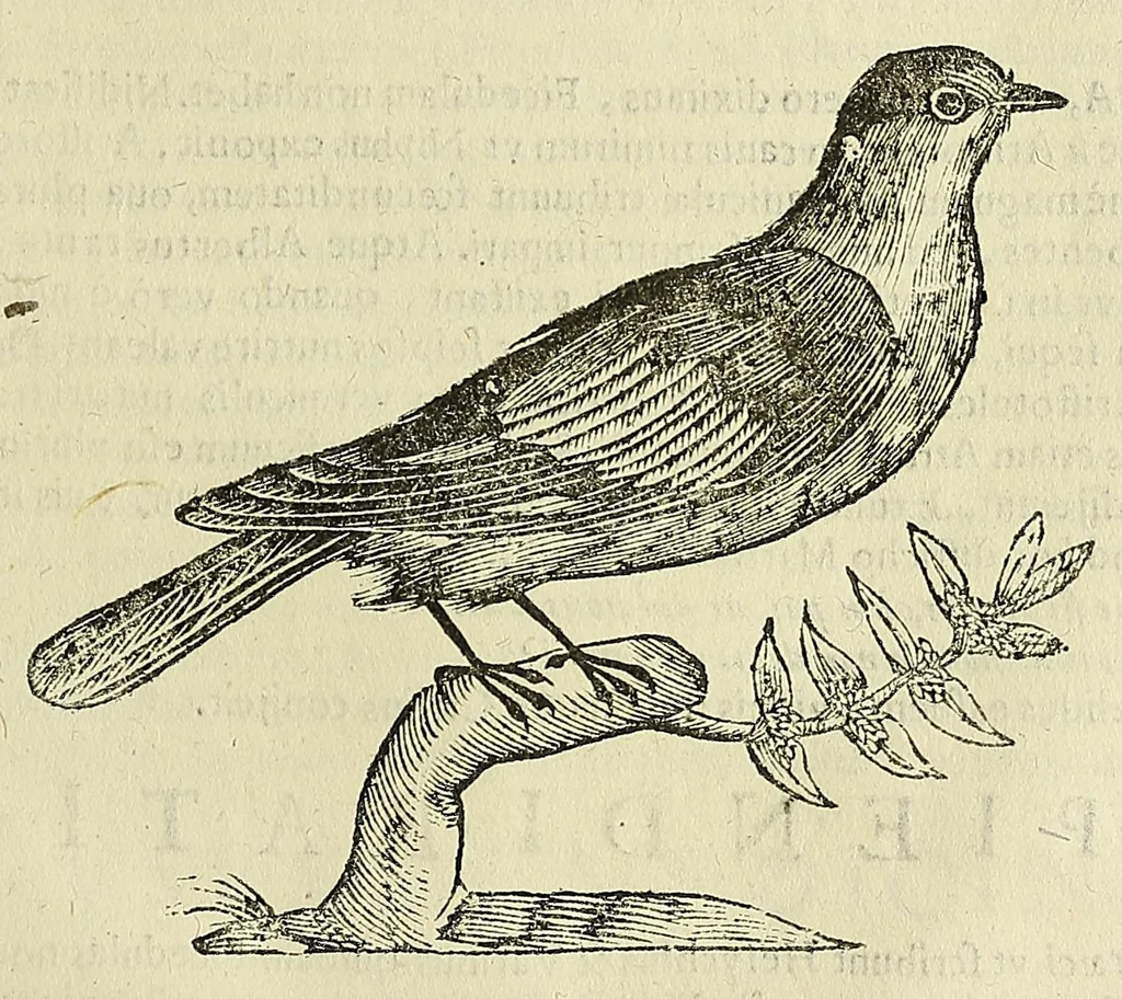 An illustration from Vlyssis Aldrovandi philosophi ac medici Bononiensis historiam naturalem in gymnasio Bononiensi profitentis, Ornithologiae, hoc est, De avibus historiae libri XII ... : cum indice septendecim linguarum copiosissimo, 1599, leaf 777