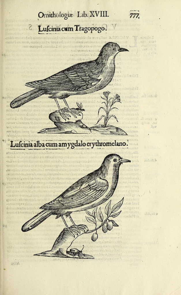 An illustration from Vlyssis Aldrovandi philosophi ac medici Bononiensis historiam naturalem in gymnasio Bononiensi profitentis, Ornithologiae, hoc est, De avibus historiae libri XII ... : cum indice septendecim linguarum copiosissimo, 1599, leaf 795