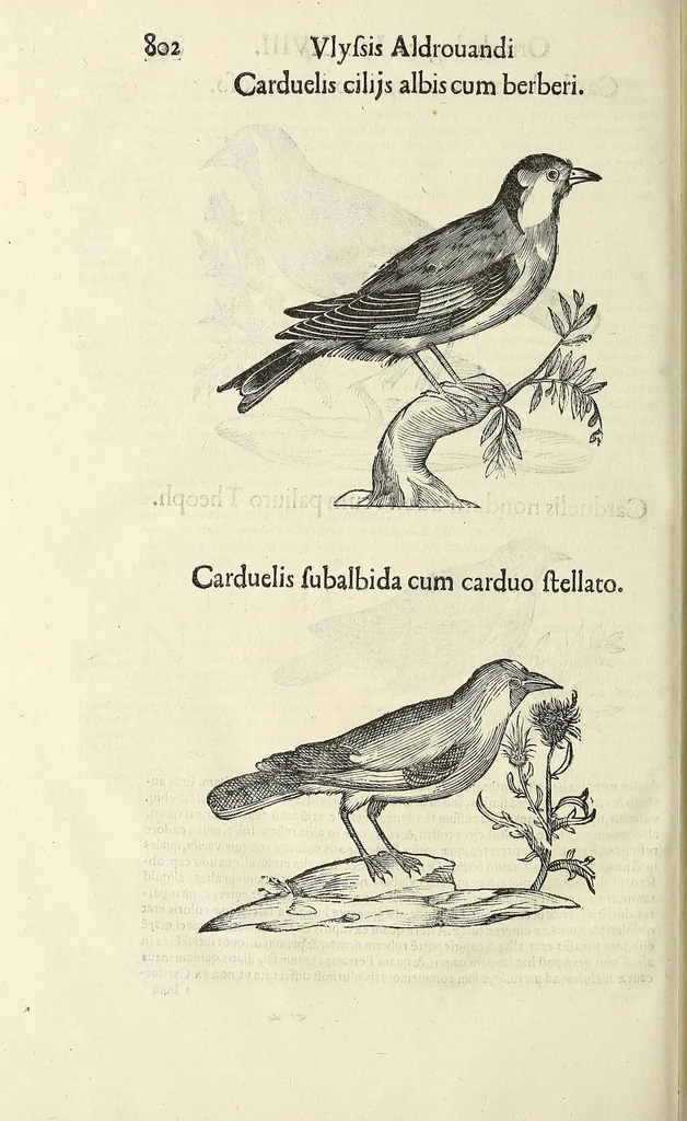 An illustration from Vlyssis Aldrovandi philosophi ac medici Bononiensis historiam naturalem in gymnasio Bononiensi profitentis, Ornithologiae, hoc est, De avibus historiae libri XII ... : cum indice septendecim linguarum copiosissimo, 1599, leaf 820