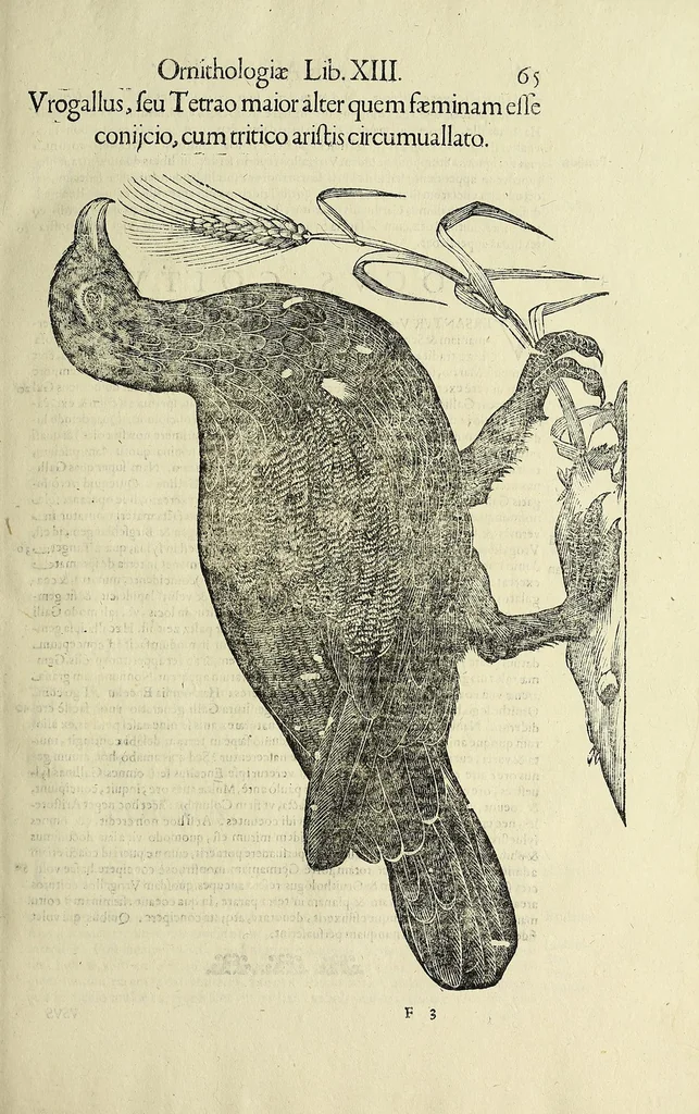 An illustration from Vlyssis Aldrovandi philosophi ac medici Bononiensis historiam naturalem in gymnasio Bononiensi profitentis, Ornithologiae, hoc est, De avibus historiae libri XII ... : cum indice septendecim linguarum copiosissimo, 1599, leaf 83