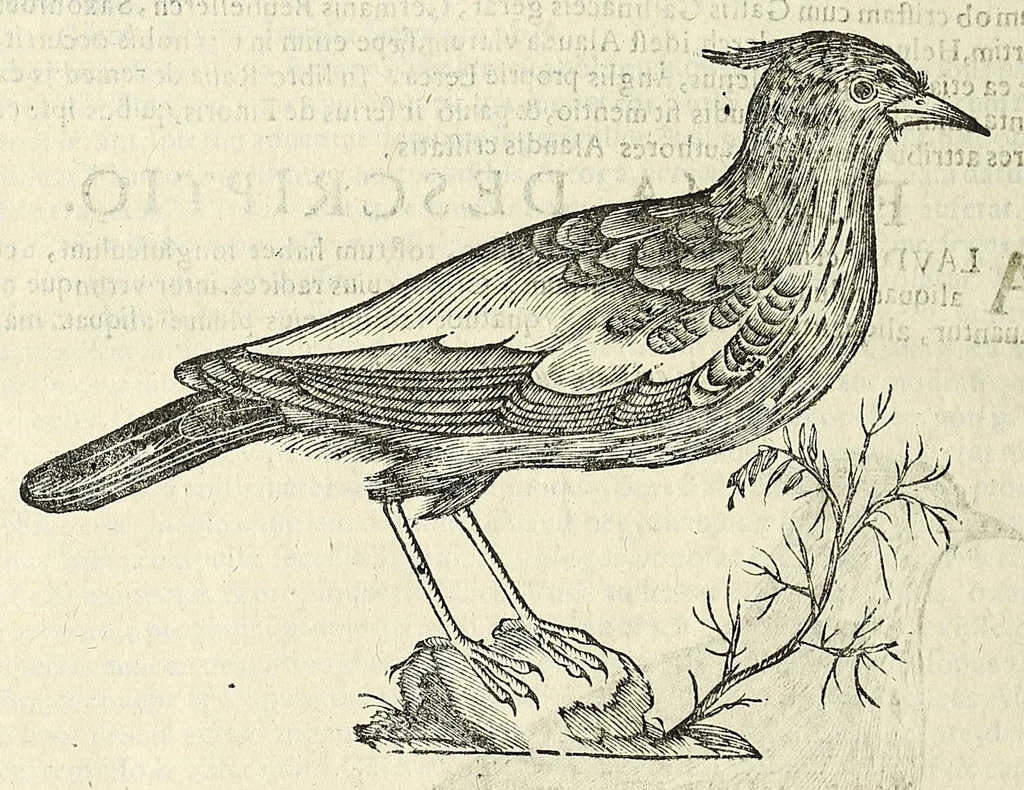 An illustration from Vlyssis Aldrovandi philosophi ac medici Bononiensis historiam naturalem in gymnasio Bononiensi profitentis, Ornithologiae, hoc est, De avibus historiae libri XII ... : cum indice septendecim linguarum copiosissimo, 1599, leaf 860