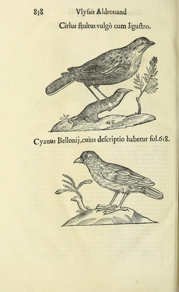 An illustration from Vlyssis Aldrovandi philosophi ac medici Bononiensis historiam naturalem in gymnasio Bononiensi profitentis, Ornithologiae, hoc est, De avibus historiae libri XII ... : cum indice septendecim linguarum copiosissimo, 1599, leaf 876