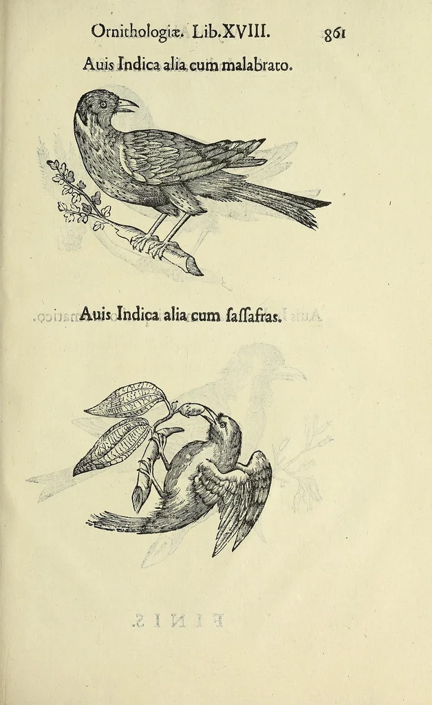An illustration from Vlyssis Aldrovandi philosophi ac medici Bononiensis historiam naturalem in gymnasio Bononiensi profitentis, Ornithologiae, hoc est, De avibus historiae libri XII ... : cum indice septendecim linguarum copiosissimo, 1599, leaf 879