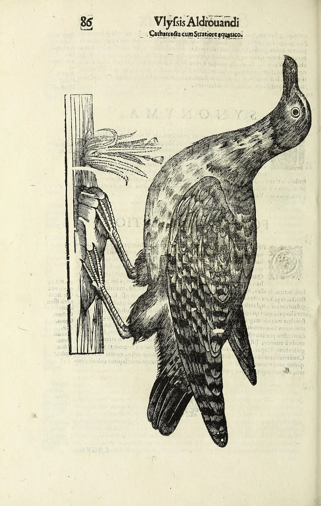 An illustration from Vlyssis Aldrovandi philosophi ac medici Bononiensis historiam naturalem in gymnasio Bononiensi profitentis, Ornithologiae, hoc est, De avibus historiae libri XII ... : cum indice septendecim linguarum copiosissimo, 1599, leaf 106