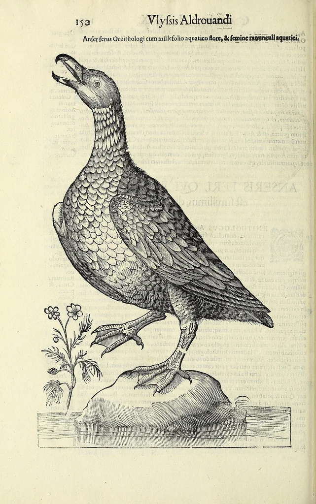 An illustration from Vlyssis Aldrovandi philosophi ac medici Bononiensis historiam naturalem in gymnasio Bononiensi profitentis, Ornithologiae, hoc est, De avibus historiae libri XII ... : cum indice septendecim linguarum copiosissimo, 1599, leaf 170