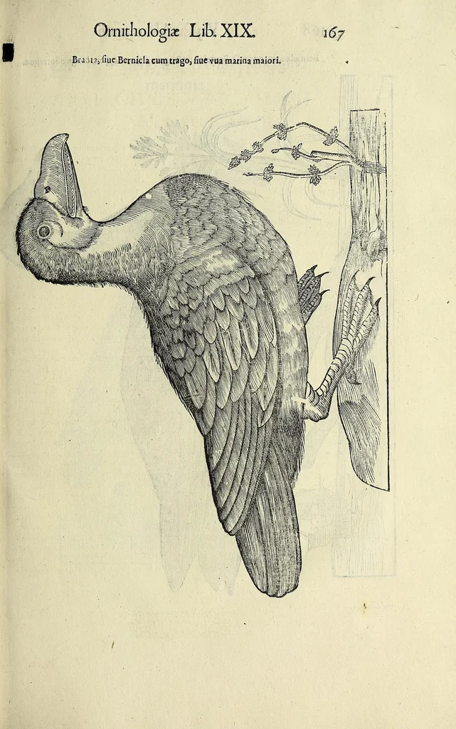 An illustration from Vlyssis Aldrovandi philosophi ac medici Bononiensis historiam naturalem in gymnasio Bononiensi profitentis, Ornithologiae, hoc est, De avibus historiae libri XII ... : cum indice septendecim linguarum copiosissimo, 1599, leaf 187