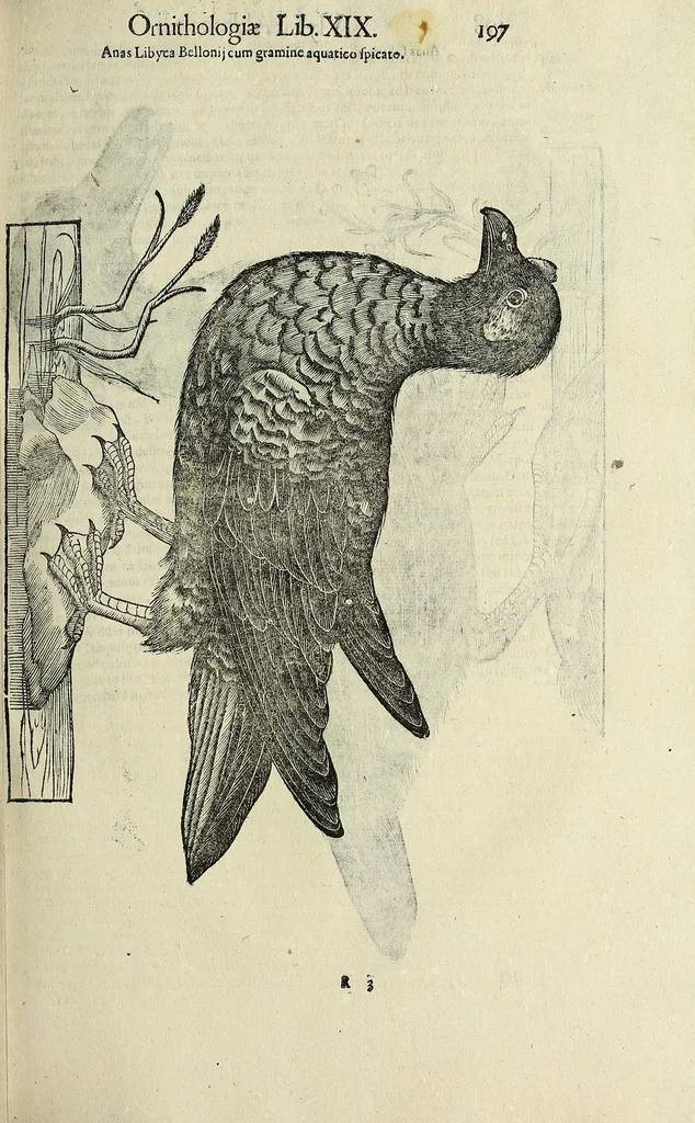 An illustration from Vlyssis Aldrovandi philosophi ac medici Bononiensis historiam naturalem in gymnasio Bononiensi profitentis, Ornithologiae, hoc est, De avibus historiae libri XII ... : cum indice septendecim linguarum copiosissimo, 1599, leaf 217