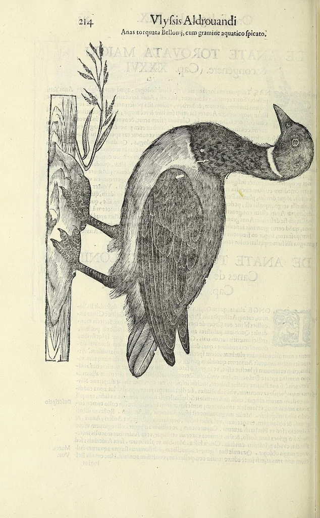 An illustration from Vlyssis Aldrovandi philosophi ac medici Bononiensis historiam naturalem in gymnasio Bononiensi profitentis, Ornithologiae, hoc est, De avibus historiae libri XII ... : cum indice septendecim linguarum copiosissimo, 1599, leaf 234