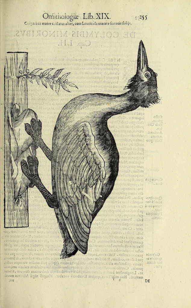 An illustration from Vlyssis Aldrovandi philosophi ac medici Bononiensis historiam naturalem in gymnasio Bononiensi profitentis, Ornithologiae, hoc est, De avibus historiae libri XII ... : cum indice septendecim linguarum copiosissimo, 1599, leaf 275