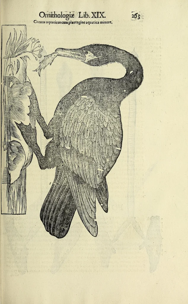 An illustration from Vlyssis Aldrovandi philosophi ac medici Bononiensis historiam naturalem in gymnasio Bononiensi profitentis, Ornithologiae, hoc est, De avibus historiae libri XII ... : cum indice septendecim linguarum copiosissimo, 1599, leaf 283