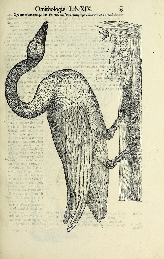An illustration from Vlyssis Aldrovandi philosophi ac medici Bononiensis historiam naturalem in gymnasio Bononiensi profitentis, Ornithologiae, hoc est, De avibus historiae libri XII ... : cum indice septendecim linguarum copiosissimo, 1599, leaf 29