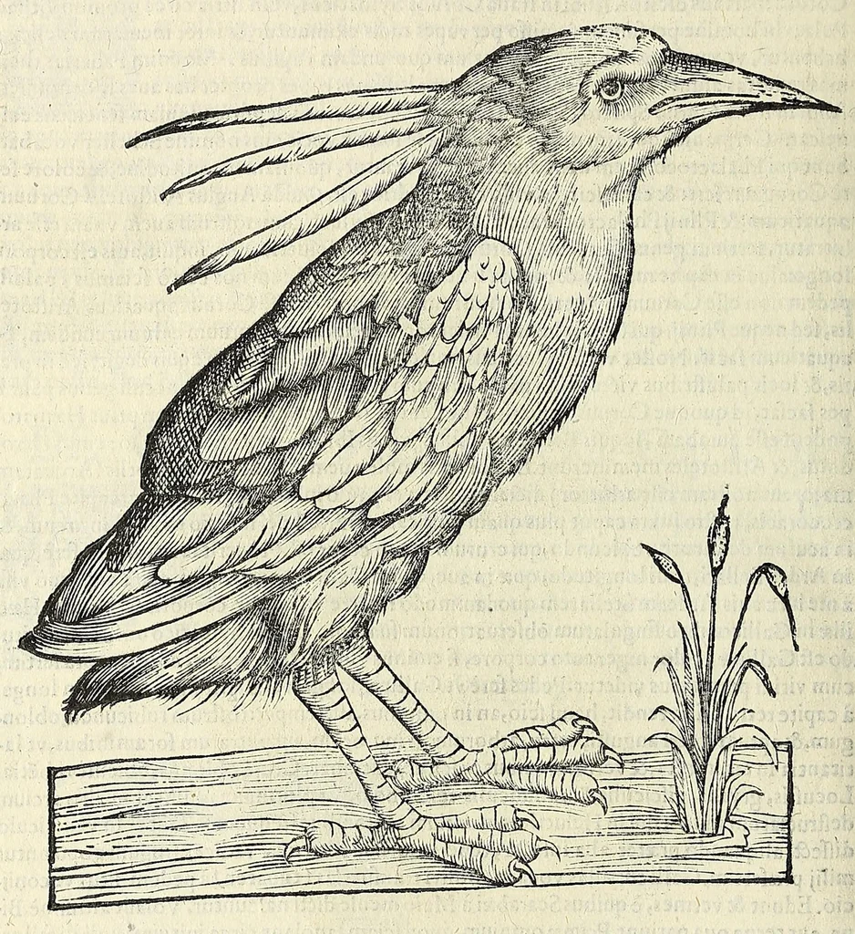An illustration from Vlyssis Aldrovandi philosophi ac medici Bononiensis historiam naturalem in gymnasio Bononiensi profitentis, Ornithologiae, hoc est, De avibus historiae libri XII ... : cum indice septendecim linguarum copiosissimo, 1599, leaf 292
