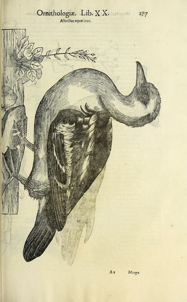 An illustration from Vlyssis Aldrovandi philosophi ac medici Bononiensis historiam naturalem in gymnasio Bononiensi profitentis, Ornithologiae, hoc est, De avibus historiae libri XII ... : cum indice septendecim linguarum copiosissimo, 1599, leaf 297