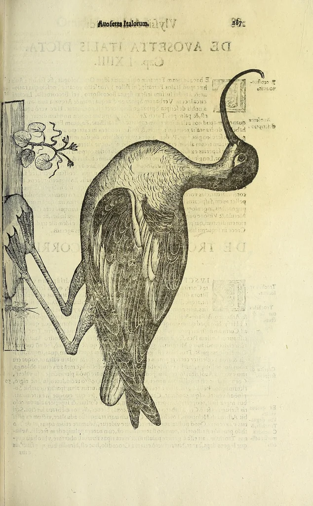 An illustration from Vlyssis Aldrovandi philosophi ac medici Bononiensis historiam naturalem in gymnasio Bononiensi profitentis, Ornithologiae, hoc est, De avibus historiae libri XII ... : cum indice septendecim linguarum copiosissimo, 1599, leaf 307