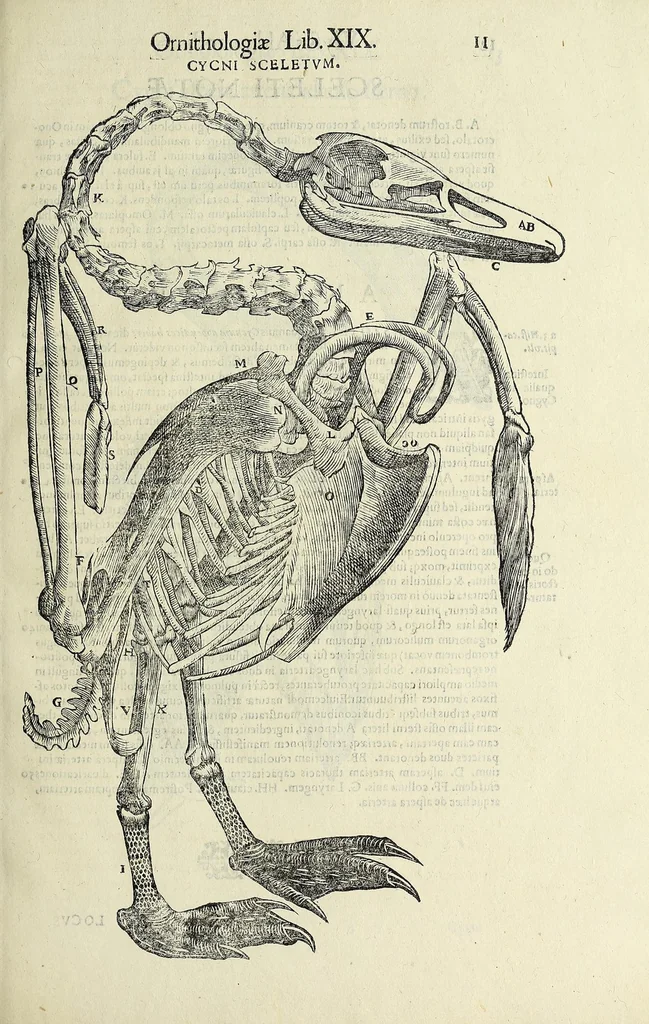 An illustration from Vlyssis Aldrovandi philosophi ac medici Bononiensis historiam naturalem in gymnasio Bononiensi profitentis, Ornithologiae, hoc est, De avibus historiae libri XII ... : cum indice septendecim linguarum copiosissimo, 1599, leaf 31