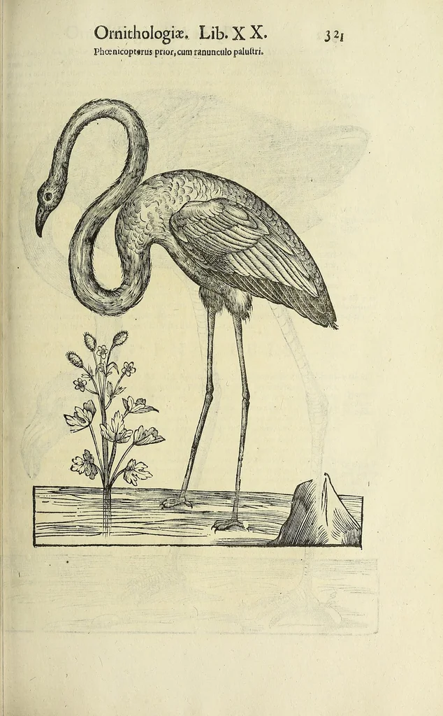 An illustration from Vlyssis Aldrovandi philosophi ac medici Bononiensis historiam naturalem in gymnasio Bononiensi profitentis, Ornithologiae, hoc est, De avibus historiae libri XII ... : cum indice septendecim linguarum copiosissimo, 1599, leaf 341