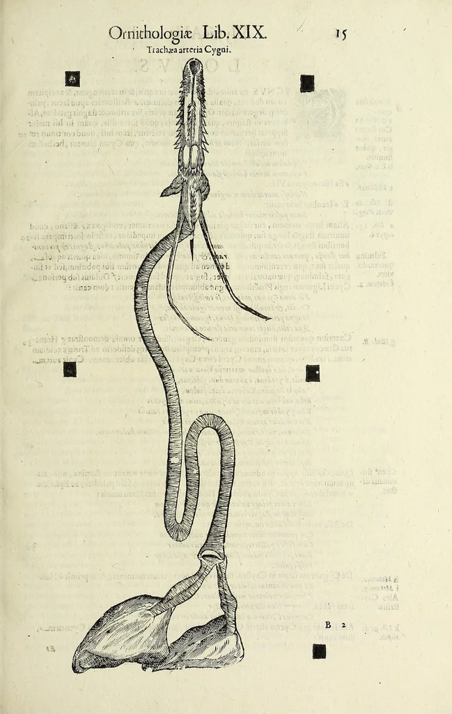 An illustration from Vlyssis Aldrovandi philosophi ac medici Bononiensis historiam naturalem in gymnasio Bononiensi profitentis, Ornithologiae, hoc est, De avibus historiae libri XII ... : cum indice septendecim linguarum copiosissimo, 1599, leaf 35